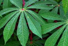 Tak Hanya Jadi Menu Wajib di Rumah Makan Padang, Daun Singkong Ternyata Baik untuk Kesehatan