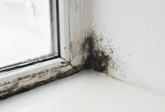 Cara Menghilangkan Black Mold atau Jamur Hitam di Dinding yang Membahayakan Kesehatan 