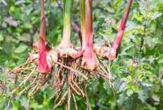 Sering DIsebut Air Ajaib, Ini Manfaar Rebusan Air Lengkuang untuk Mengobati Sakit Lutut dan Susah Berdiri