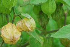 Manfaat Ceplukan yang Tak Bisa Dianggap Remeh, Bisa Turunkan Darah Tinggi dan Anti Aging