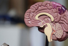 Sebelum Belajar Jangan Lupa Berdoa, Agar Mudah Menghafal dan Bisa Mendapatkan Kecerdasan Otak