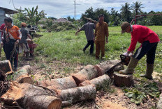Fantastis, Sapi Kurban Desa Padang Jaya Catat Rekor 45 Ekor