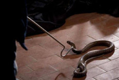 Ternyata Salah, Cara Ampuh Usir Ular dari Lingkungan Rumah, Faktanya Bukan Pakai Garam!