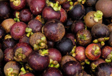 Daerah di Bengkulu Ini Ternyata Merupakan Penghasil Buah Manggis Terbesar