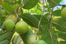 Kenali Jenis Buah Jambu dan Manfaatnya untuk Kesehatan Tubuhmu