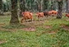 Integrasi Sapi-Sawit Jadi Strategi Baru Dongkrak Ekonomi Petani Mukomuko