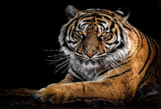 Punya Karakter Pemberani dan Jiwa Pemimpin, Ini 3 Weton yang Dicintai oleh Khodam Harimau