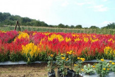 Butuh Dana Tambahan, Mungkin Ibu Rumah Tangga Bisa Coba Pekerjaan Berikut
