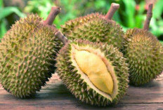 Masih Jadi Pilihan Banyak Pengunjung Jika ke Bengkulu, Ini Resep Lempuk Durian yang Khas