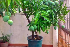 Teknik Jitu Memaksa Pohon Mangga Kecil Berbuah dengan Cepat, Ternyata Ini Rahasianya