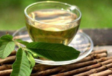 Selain Nikmat untuk Jus, Air Rebusan Jambu Biji Juga Sangat Bermanfaat Bagi Kesehatan