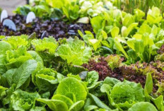 Mau Jantung Sehat, Konsumsi 7 Makanan Ini untuk Aliran Darah Lancar dan Jantung Kuat