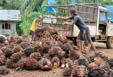 Harga Sawit Anjlok, Ini Harapan Petani