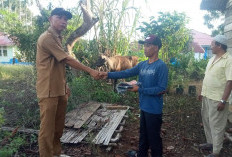 Warga Air Putih Dapat Sapi Kurban dari Perusahaan Batu Bara