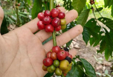 Jenis Kopi Asli Indonesia yang Terkenal Sampai ke Mancanegara