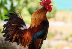 Ini Hewan yang Memberi Sinyal Keberadaan Malaikat, Doa Langsung Diijabah