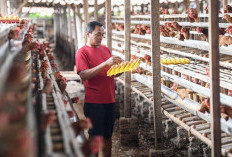 Harga Pakan dan Pasokan Luar Daerah Tekan Peternak Ayam di Bengkulu Utara