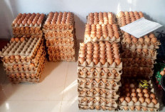 Harga Telur Anjlok, Peternak Lokal Terjepit: Pakan Naik, Pasar Dikuasai Pemodal Besar