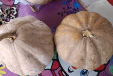 Penderita Asam Lambung Wajib Tahu Manfaat Konsumsi Sepotong Labu Kuning