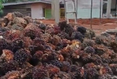 Jalan Lumpur Lumpuhkan Distribusi Sawit, Petani Trans Lapindo Menjerit