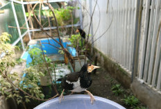 10 Jenis Tanaman yang Cocok untuk Aviary Mini, Agar Terlihat Alami Seperti di Hutan