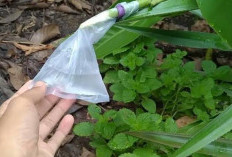 Resep Obat Batuk Anak Warisan Leluhur, Ternyata Air Sadapan Lengkuas Lebih Ampuh dari Obat Apotik