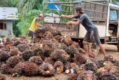 Antrean PKS Membuat Petani Sawit di Pedalaman Panen Sekali Sebulan