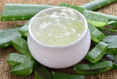 Rawat Kecantikan Wajah Hanya dengan Lidah Buaya, Begini Caranya
