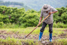 Ratusan Ha Lahan Produktif di Pagardin Tanpa Alas Hak, Kades Minta Terobosan dari BPN