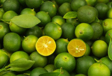 Jadi Salah Satu Oleh-oleh Khas Bengkulu, Ini Cara Membuat Sirup Jeruk Kalamansi