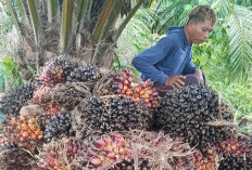 Harga Sawit di Mukomuko Bertahan di Kisaran Rp2.550–Rp2.840/Kg