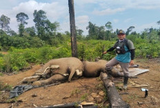 Dua Gajah Mati Misterius, Polres Mukomuko Turun Selidiki Dugaan Kejahatan Satwa