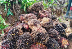 Harga Sawit Tembus Rp2.850/Kg, Petani Diingatkan Jangan Lengah