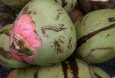 Selain Menyegarkan, Kelapa Merah Ternyata Juga Kaya Akan Manfaat untuk Kesehatan