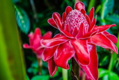 Resep Gulai Unji yang Bisa Kamu Tiru di Rumah dan Dijamin Bakal Menghabiskan Nasi Sebaskom