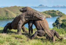 Selain Kadal Terbesar, 5 Fakta ini Ternyata ada di Hewan Komodo