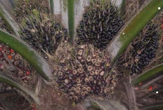 Petani Bisa Gunakan 3 Cara ini untuk Kendalikan Serangan Hama Tikus pada Tanaman Kelapa Sawit
