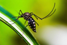 9 Cara Ampuh Usir Nyamuk dari Bahan Alami Ini Bisa Hindarkan dari Serangan DBD hingga Malaria