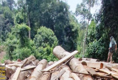 Kawasan BAS Masih Terancam Dugaan Praktik Ilegal Logging