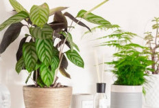 Tips Menanam Tanaman dalam Ruangan Agar Tumbuh Subur dan Tidak Jamuran