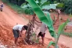 Tanam Pisang di Badan Jalan, Warga Bukit Harapan Kirim Sinyal Keras ke Pemkab Mukomuko