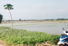 Desa Sumber Makmur jadi Percontohan Integrasi Sawah dan Ternak