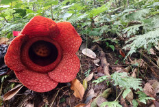 Setelah 3 Bulan Absen, Bunga Rafflesia Kembali Mekar di Wisata Kemumu