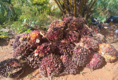 Pasar Sawit di Mukomuko Lesu, Harga di Pabrik Tak Berubah