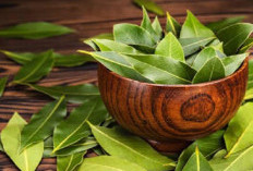 Modal Daun Salam, Kolesterol, Diabetes dan Darah Tinggi, Auto Minggat! Intip Resep ala dr. Zaidul Akbar Disini