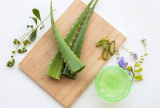 Sangat Mudah, Begini Cara Buat Masker Lidah Buaya yang Bisa Buat Wajah Kenyal dan Lembab