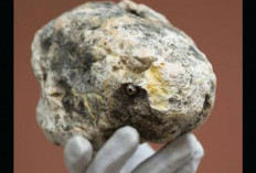 Sentuh Harga Sampai Miliaran Rupiah, Kenali Manfaat Muntahan Ikan Paus