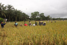 Di Tengah Kenaikan Harga, Pupuk Subsidi untuk Petani Padi Tetap Stabil