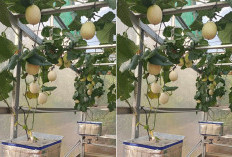 P4S Omah Ijo Kenalkan Melon Hidroponik Ala Machida, Produksi Hingga 15 Buah Per Batang