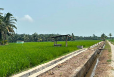 70 Hektare Sawah Bersiap Panen, Berharap Harga Gabah Sesuai HPP 